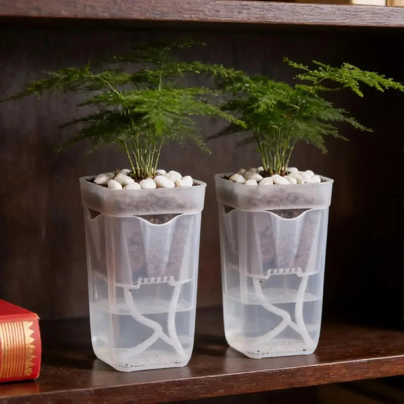 Transparent Self-Watering Plant Pot – PP Seedling & Propagation Container with Drainage (1/2/5 Pack)