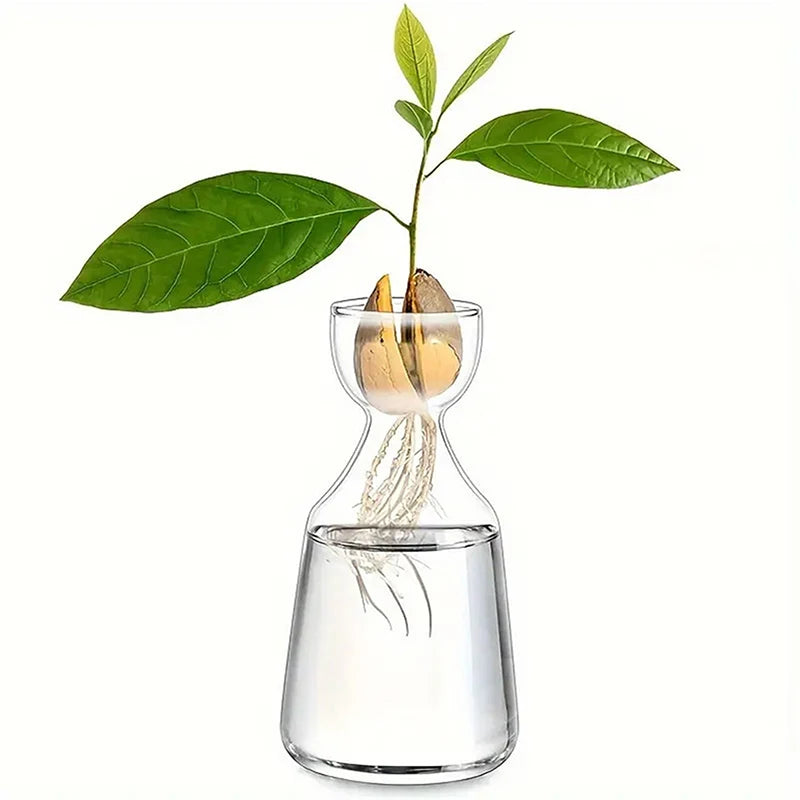 Avocado Seed Starter Glass Vase — Transparent Hydroponic Planter