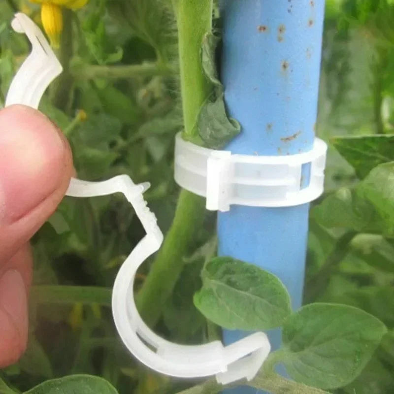 Reusable PP Plant Support Clips – Transparent Vine Fixing Buckle for Tomatoes, Grapes & Vegetables (50–500 pcs)