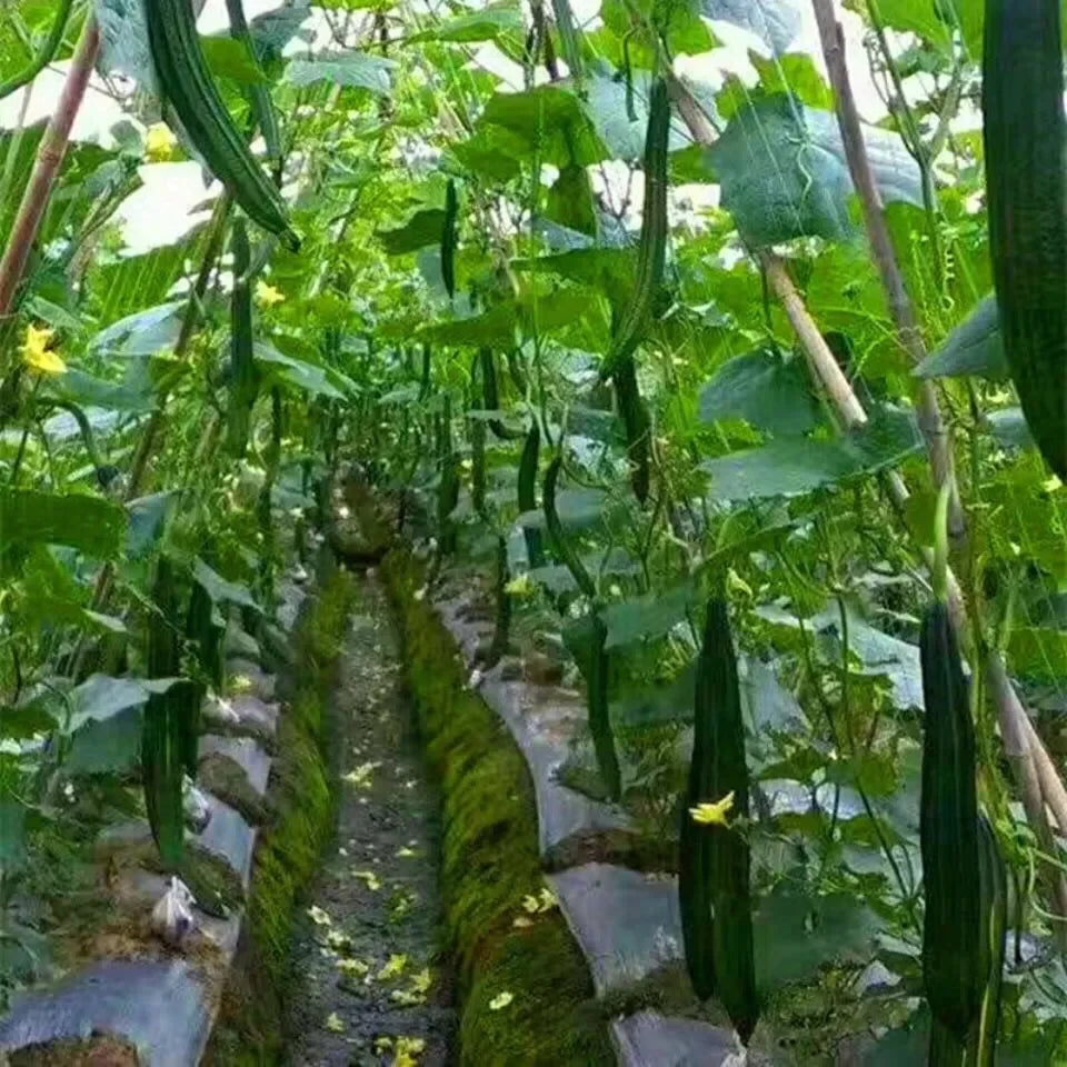 Garden Climbing Trellis Netting – Heavy-Duty Polyester Plant Support Net for Vegetables, Vines & Flowers