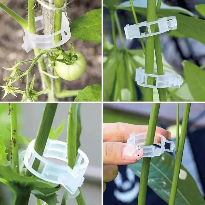 Reusable PP Plant Support Clips – Transparent Vine Fixing Buckle for Tomatoes, Grapes & Vegetables (50–500 pcs)