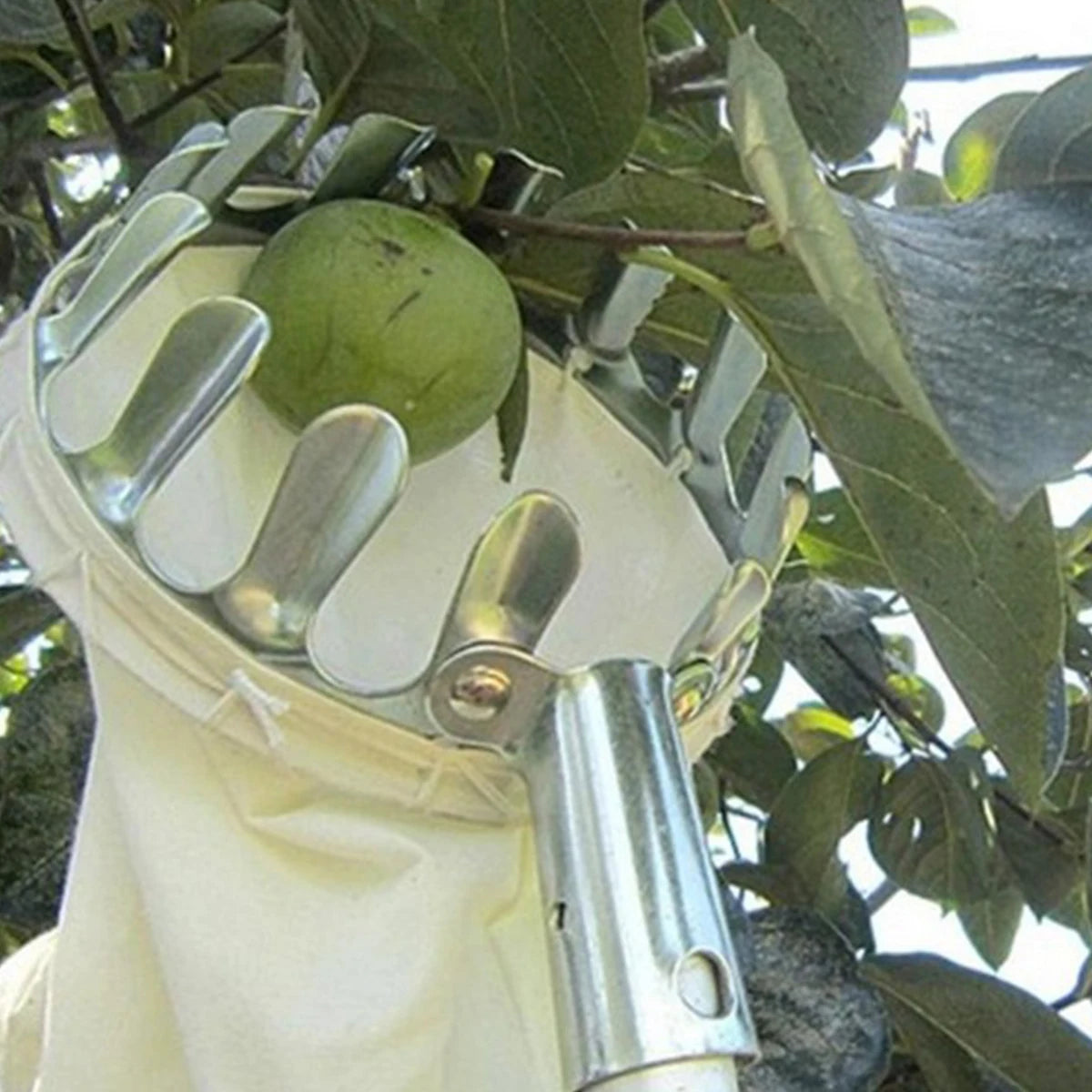 Telescopic Fruit Picker Basket – Stainless Steel Catcher for Apples, Oranges & High-Altitude Picking