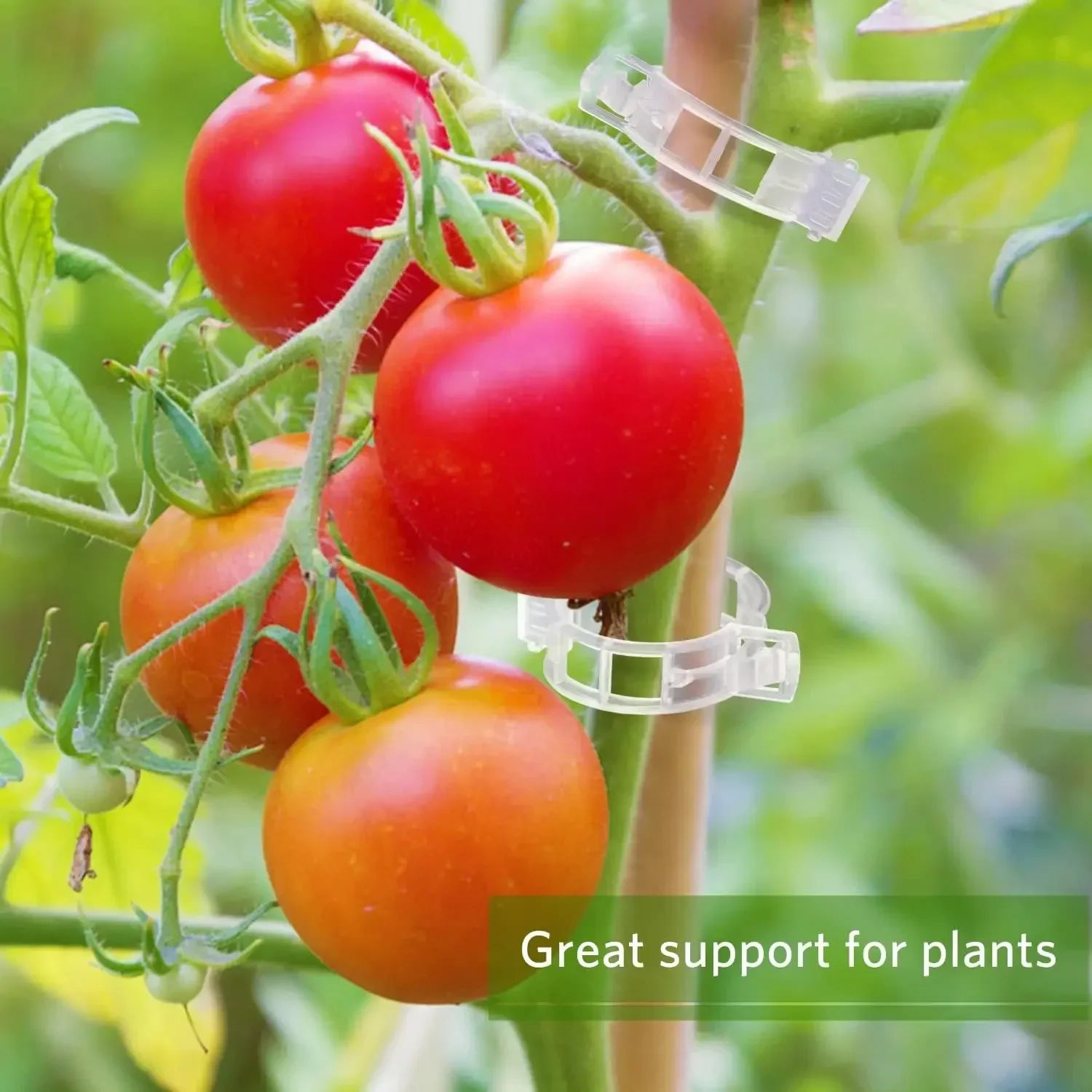 Reusable PP Plant Support Clips – Transparent Vine Fixing Buckle for Tomatoes, Grapes & Vegetables (50–500 pcs)