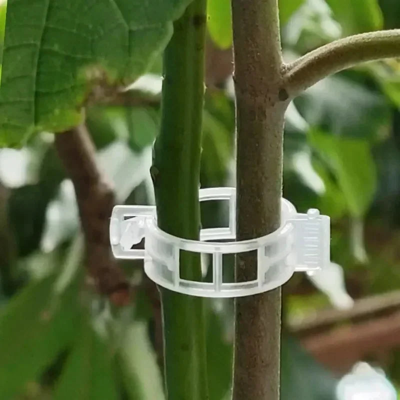 Reusable PP Plant Support Clips – Transparent Vine Fixing Buckle for Tomatoes, Grapes & Vegetables (50–500 pcs)