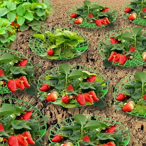 3-Legged Strawberry & Watermelon Plant Support Frames – Easy Assembly Planting Racks (10 pcs)