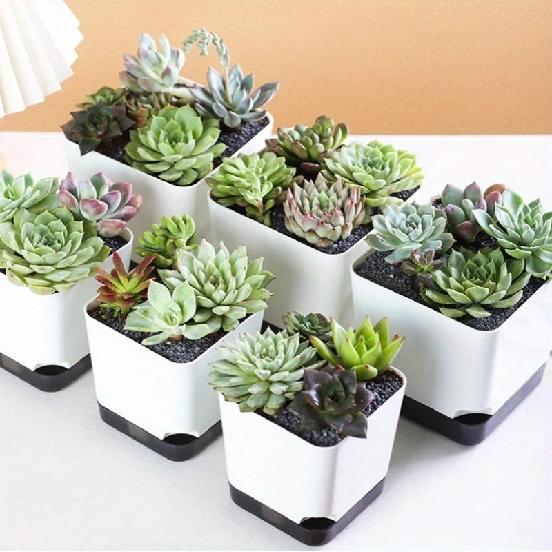 Self-Watering Plant Pots with Clear Saucer & Drainage Hole – Indoor & Outdoor Set of 5