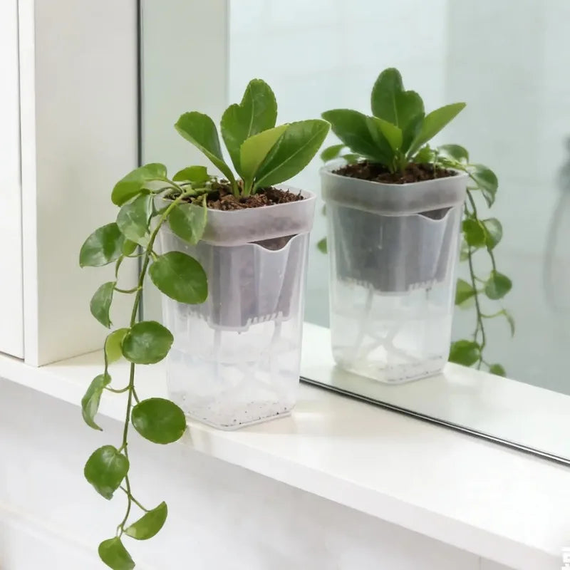 Transparent Self-Watering Plant Pot – PP Seedling & Propagation Container with Drainage (1/2/5 Pack)